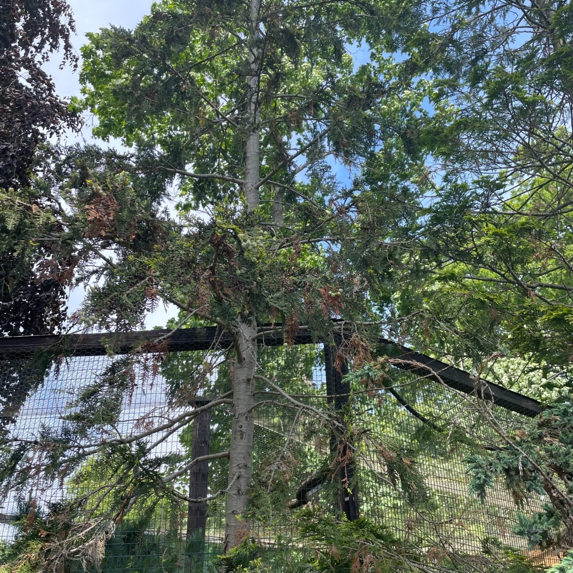 Morgenländischer Lebensbaum (Platycladus orientalis)