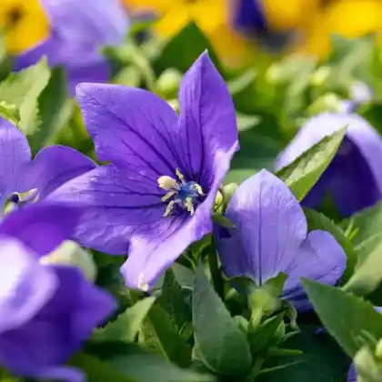 Foto von Ballonblume (Platycodon grandiflorus)
