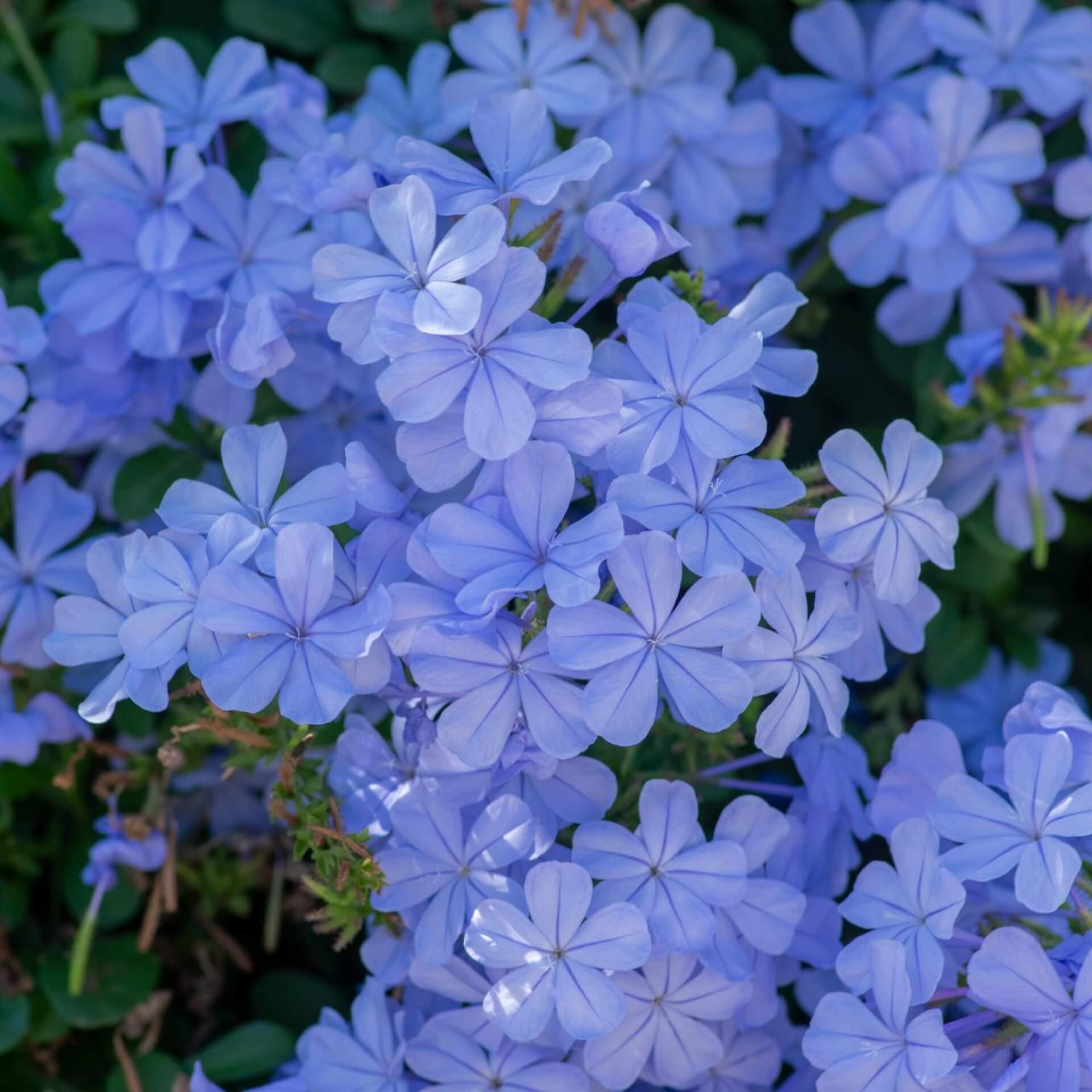 Kap-Bleiwurz (Plumbago auriculata)