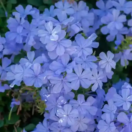 Foto von Kap-Bleiwurz (Plumbago auriculata)