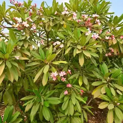 Foto von Rote Frangipani (Plumeria rubra)