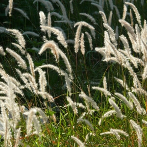 Poa annua