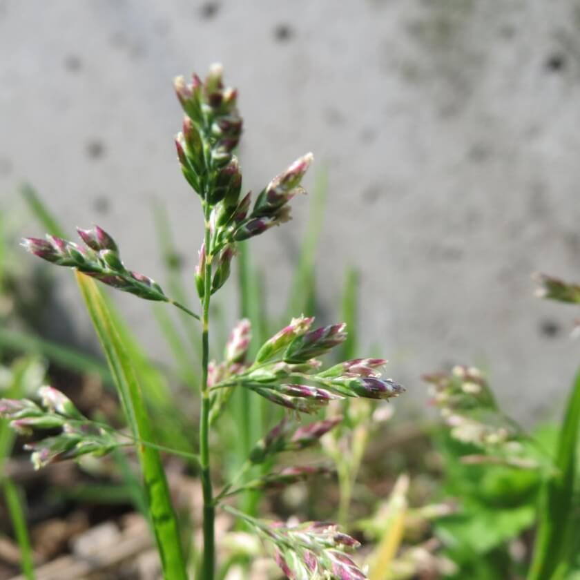 Einjähriges Rispengras / Poa annua