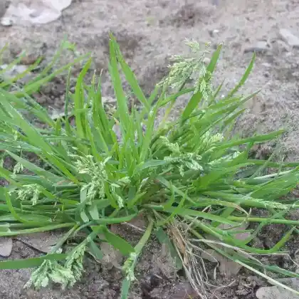 Foto von Einjähriges Rispengras (Poa annua)