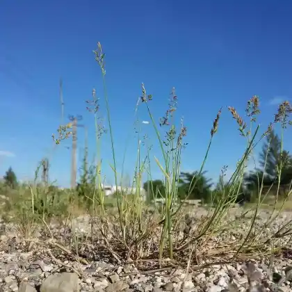 Foto von Zusammengedrücktes Rispengras (Poa compressa)
