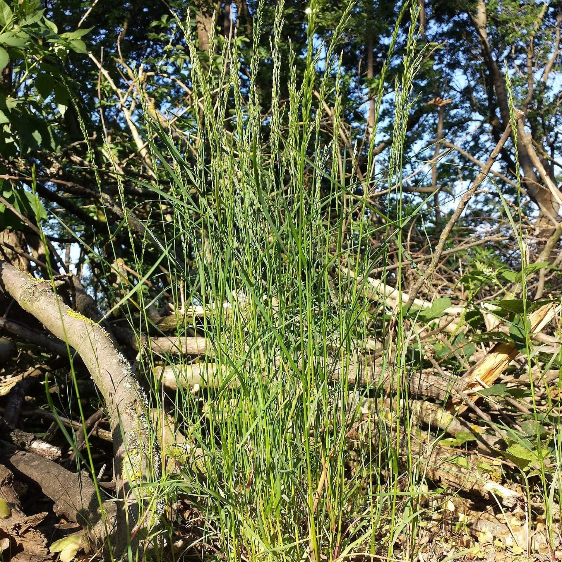 Hain-Rispengras (Poa nemoralis)