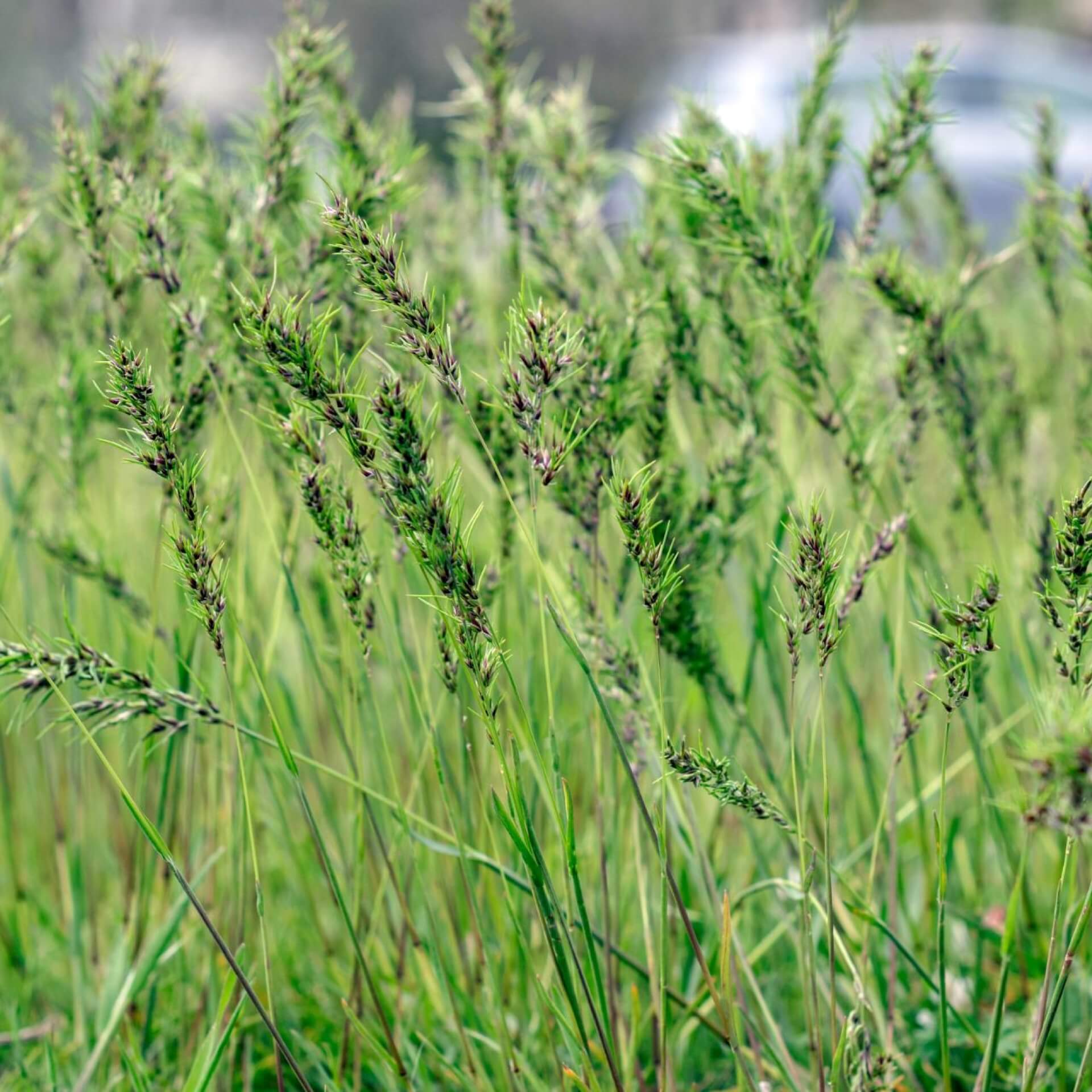 Wiesen-Rispengras (Poa pratensis)