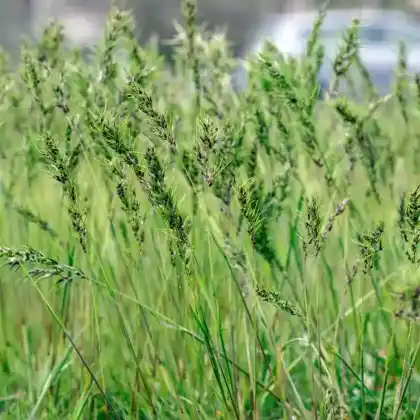 Foto von Wiesen-Rispengras (Poa pratensis)