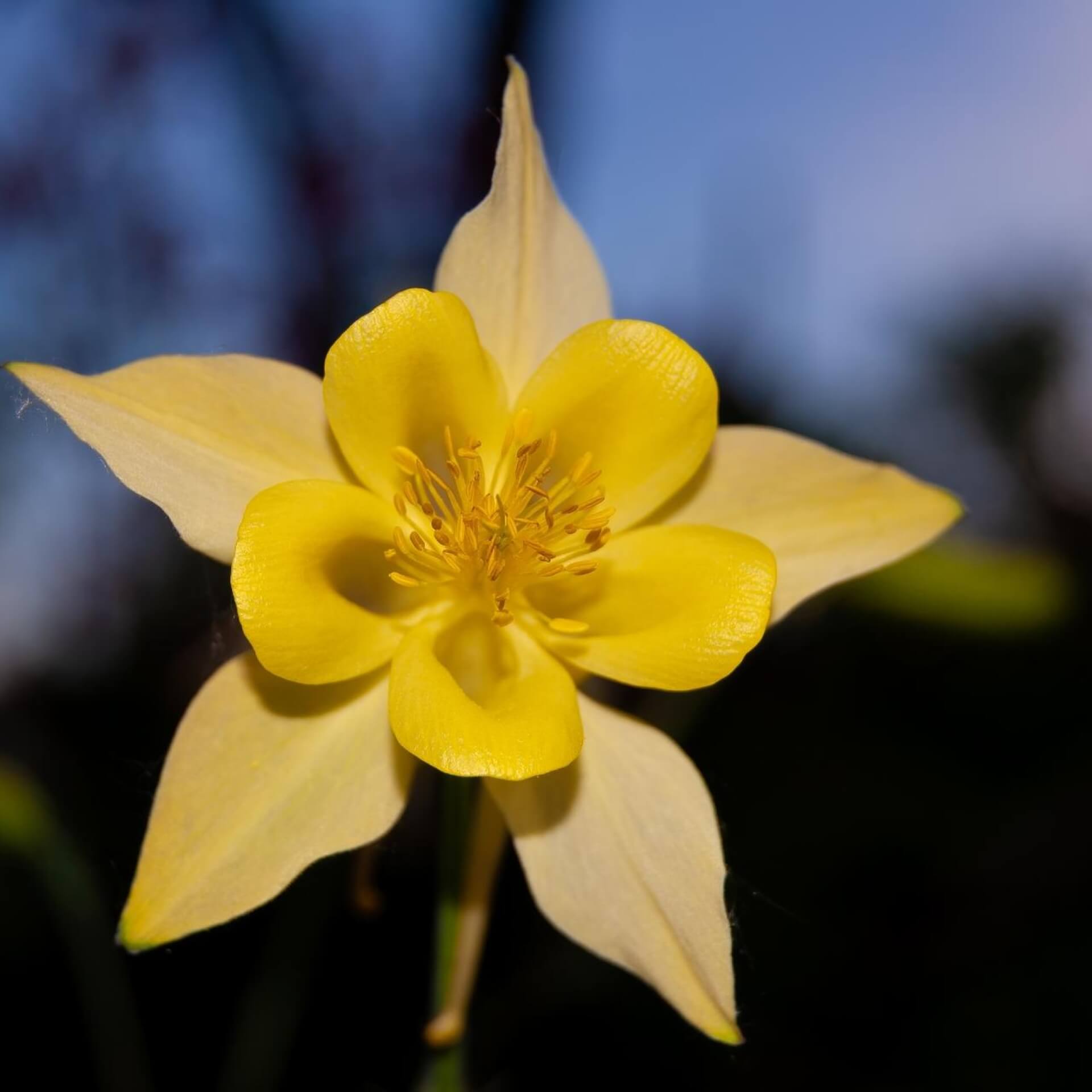 Langspornige Akelei 'Yellow Queen' (Aquilegia chrysantha 'Yellow Queen')