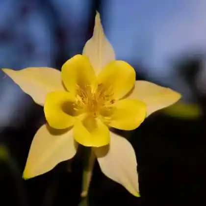 Foto von Langspornige Akelei 'Yellow Queen' (Aquilegia chrysantha 'Yellow Queen')