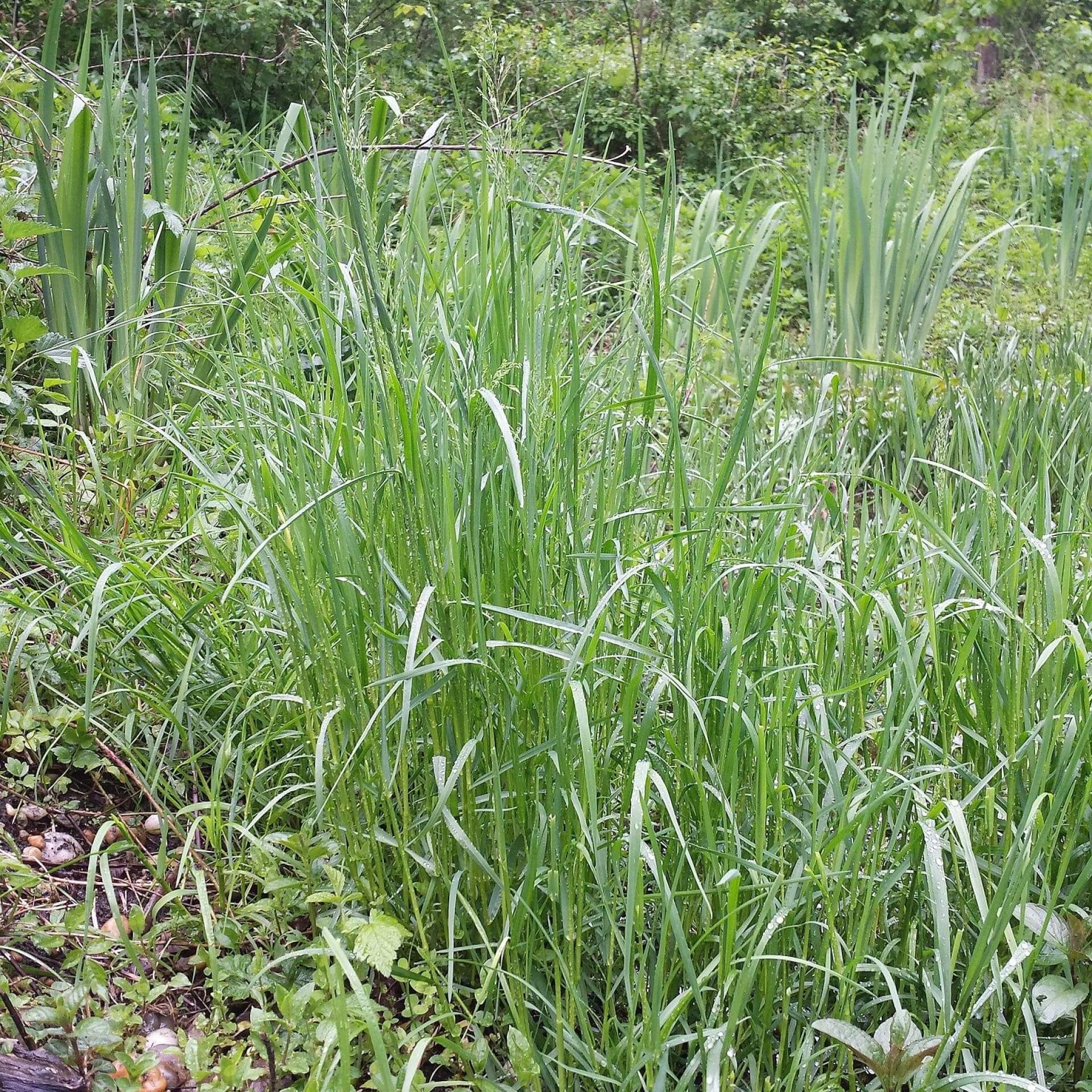 Gewöhnliches Rispengras (Poa trivialis)