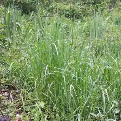 Foto von Gewöhnliches Rispengras (Poa trivialis)