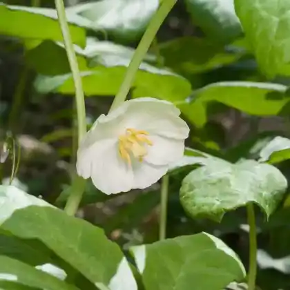 Foto von Schildförmiges Fußblatt (Podophyllum peltatum)