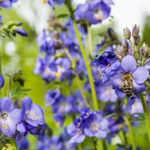 Polemonium caeruleum