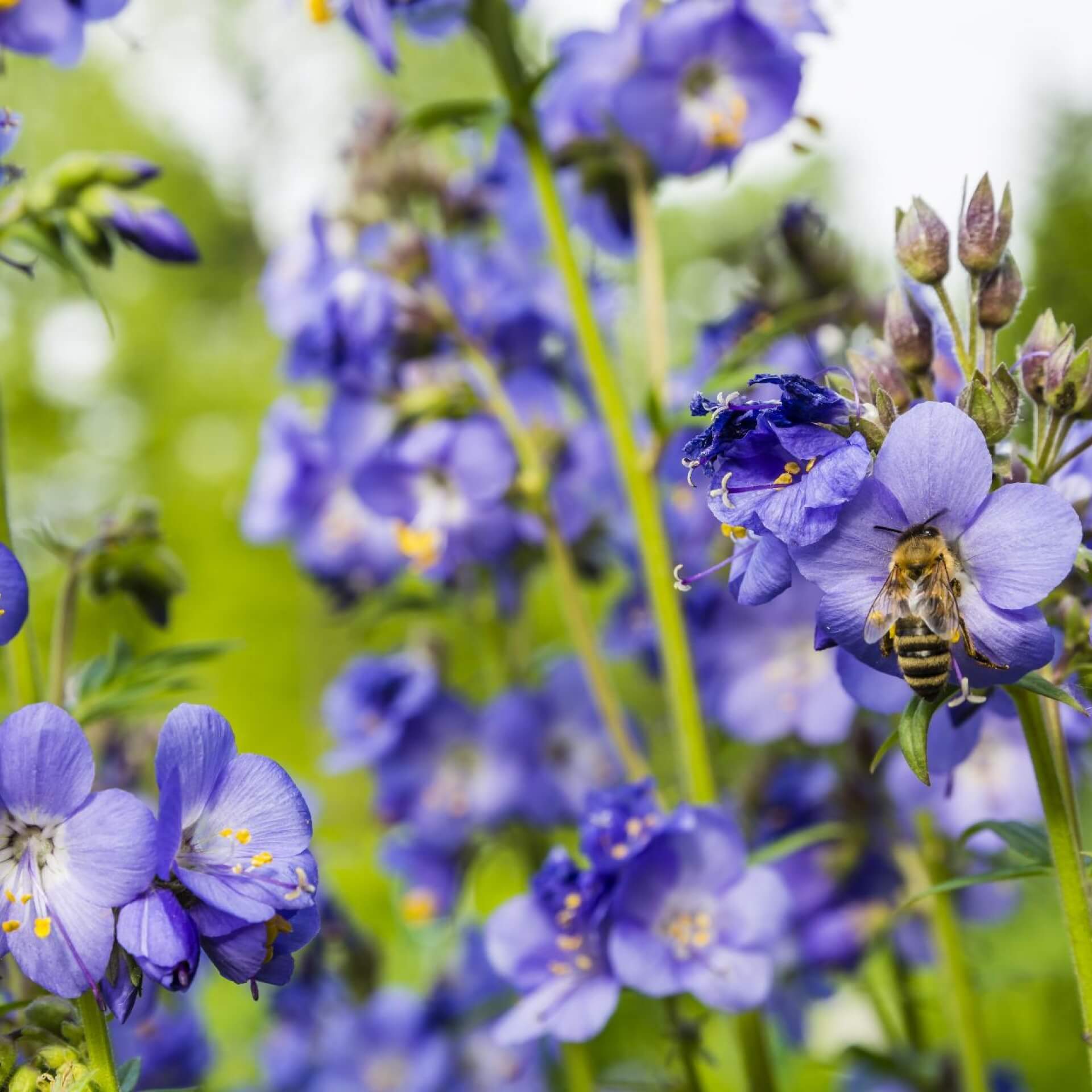 Blaue Himmelsleiter (Polemonium caeruleum)