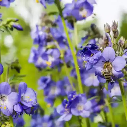 Foto von Blaue Himmelsleiter (Polemonium caeruleum)