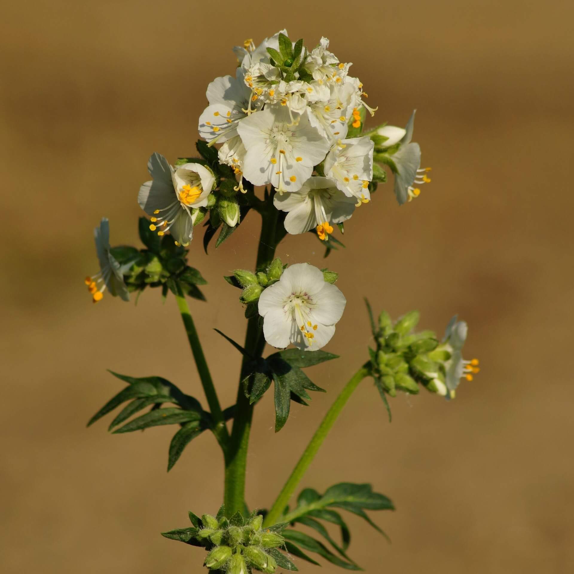 Jakobsleiter 'Album' (Polemonium caeruleum 'Alba')