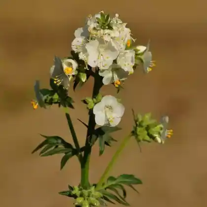Foto von Jakobsleiter 'Album' (Polemonium caeruleum 'Alba')