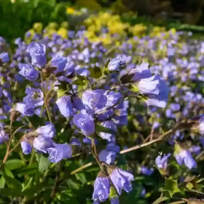 Foto von Kriechende Jakobsleiter (Polemonium reptans)