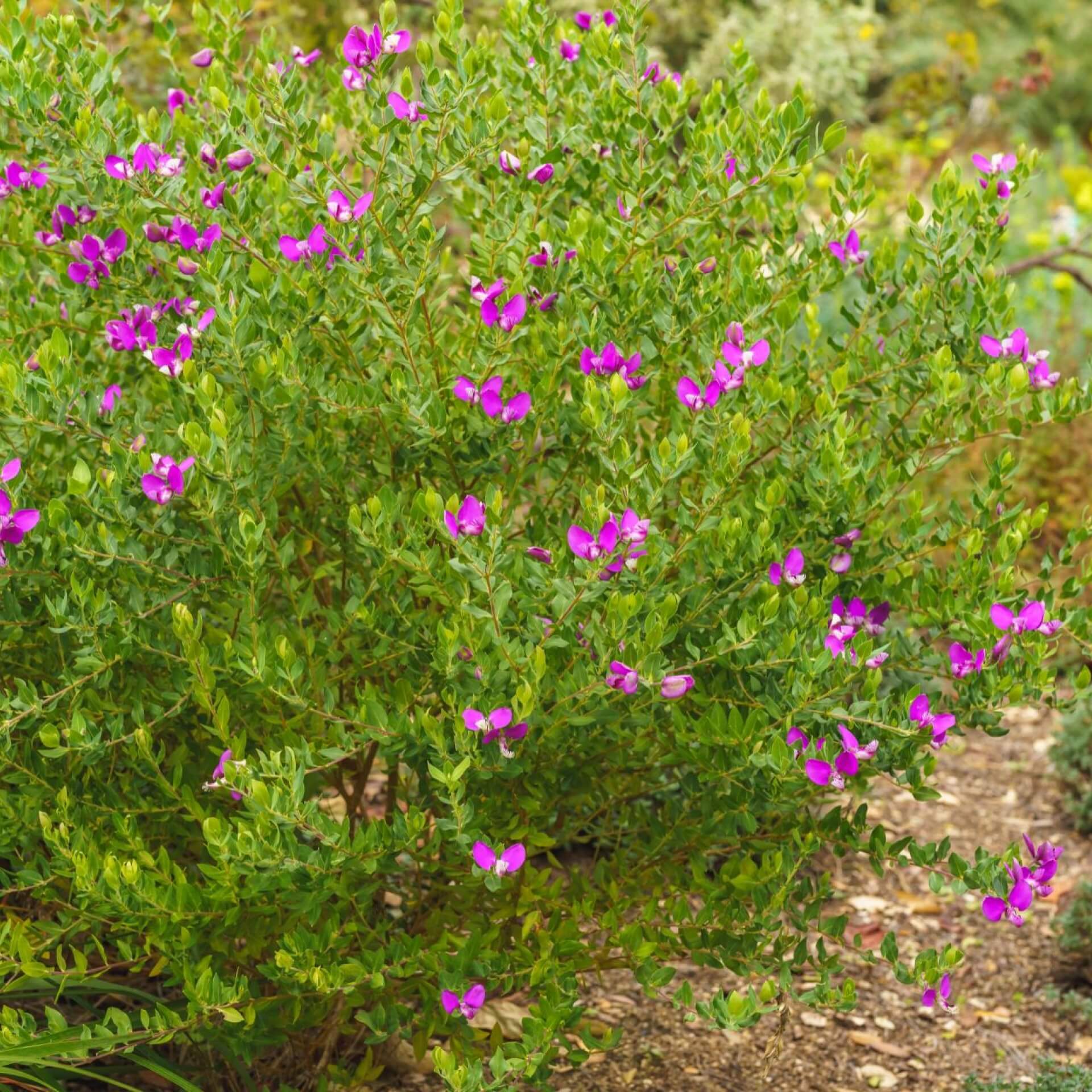 Myrtenblättrige Kreuzblume (Polygala myrtifolia)