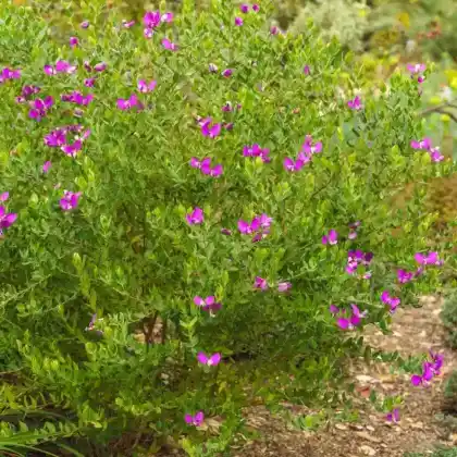 Foto von Myrtenblättrige Kreuzblume (Polygala myrtifolia)