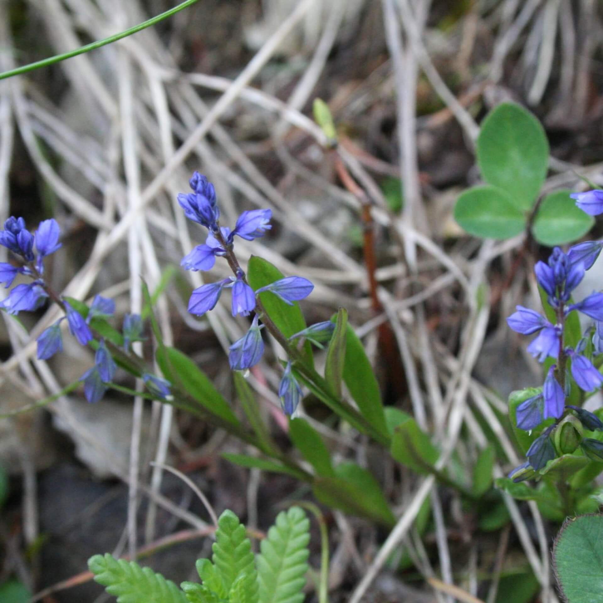 Gewöhnliches Kreuzblümchen (Polygala vulgaris)