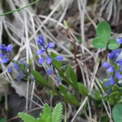 Foto von Gewöhnliches Kreuzblümchen (Polygala vulgaris)