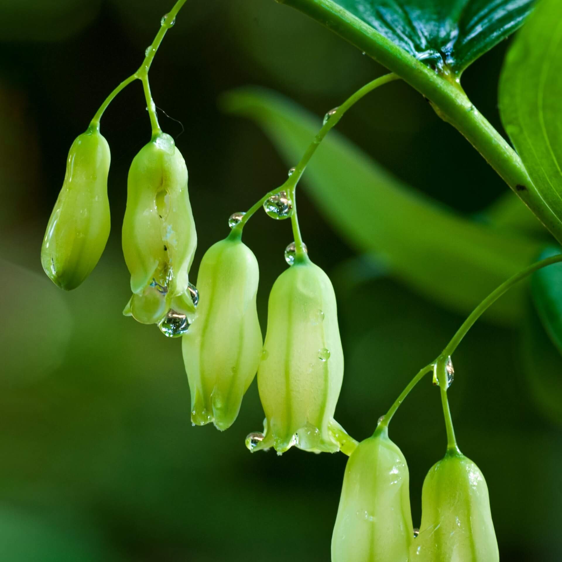  Zweiblütiges Salomonssiegel (Polygonatum biflorum)