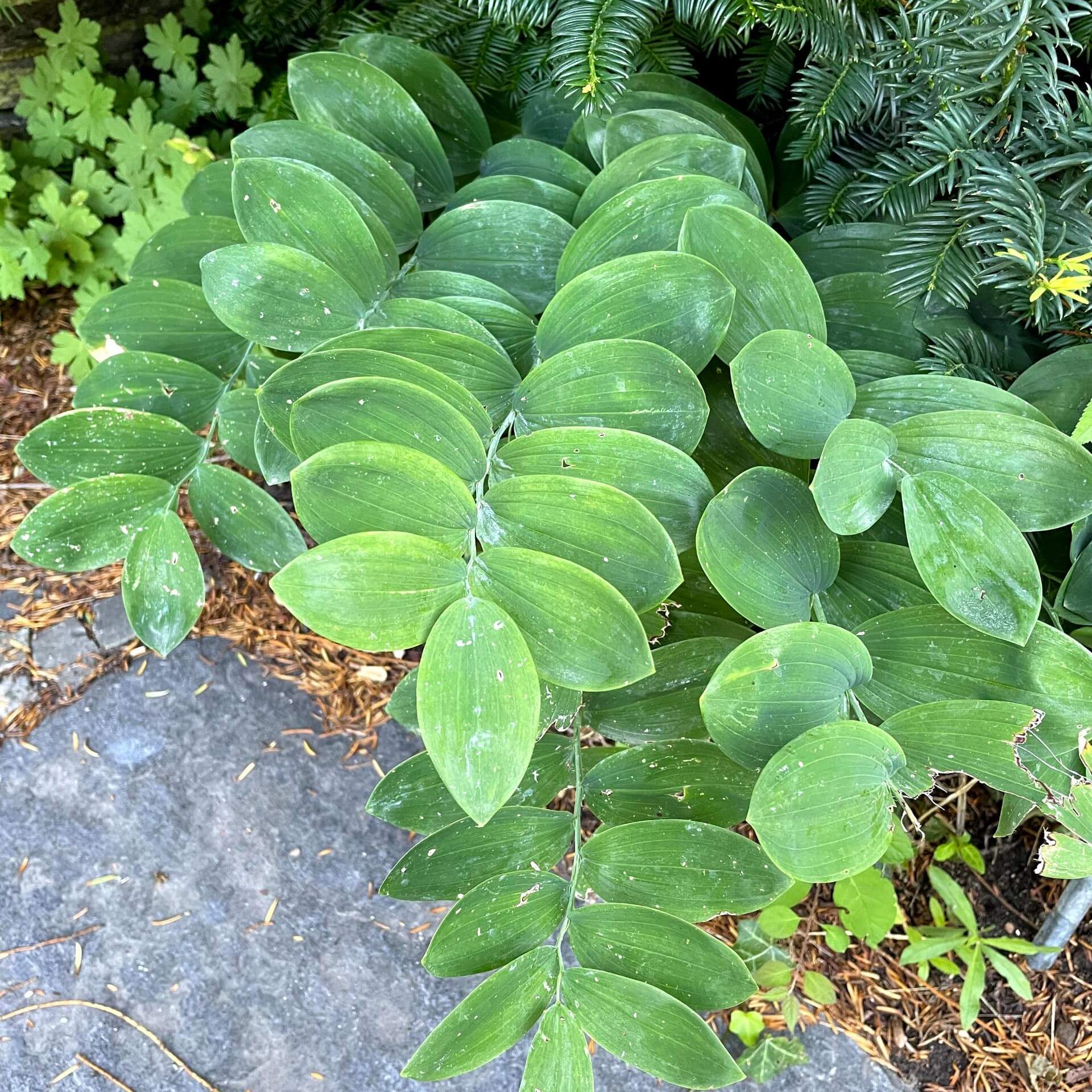 Zweiblütiges Salomonssiegel (Polygonatum biflorum)