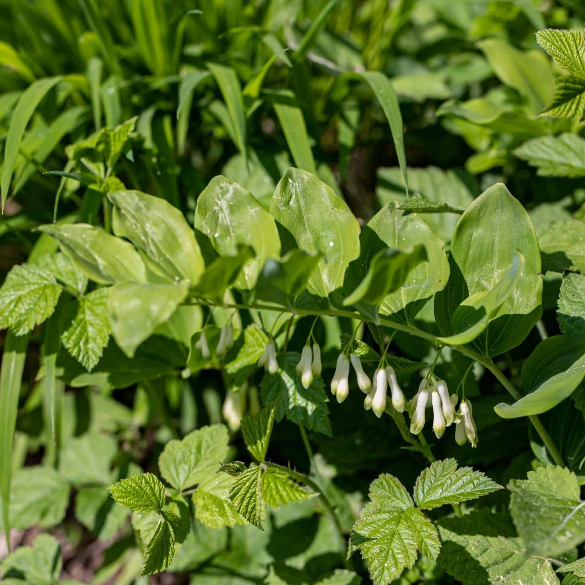 Vielblütige Weißwurz (Polygonatum multiflorum)