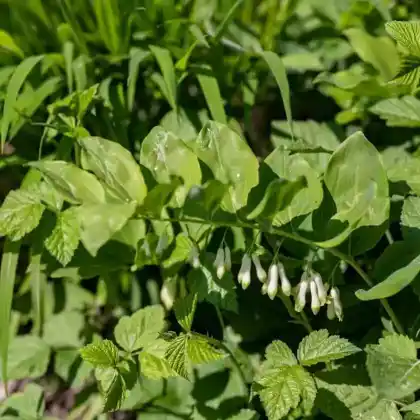 Foto von Vielblütige Weißwurz (Polygonatum multiflorum)