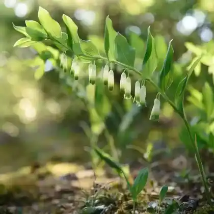 Foto von Echtes Salomonssiegel (Polygonatum odoratum)