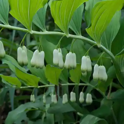 Foto von Echtes Salomonssiegel (Polygonatum odoratum)