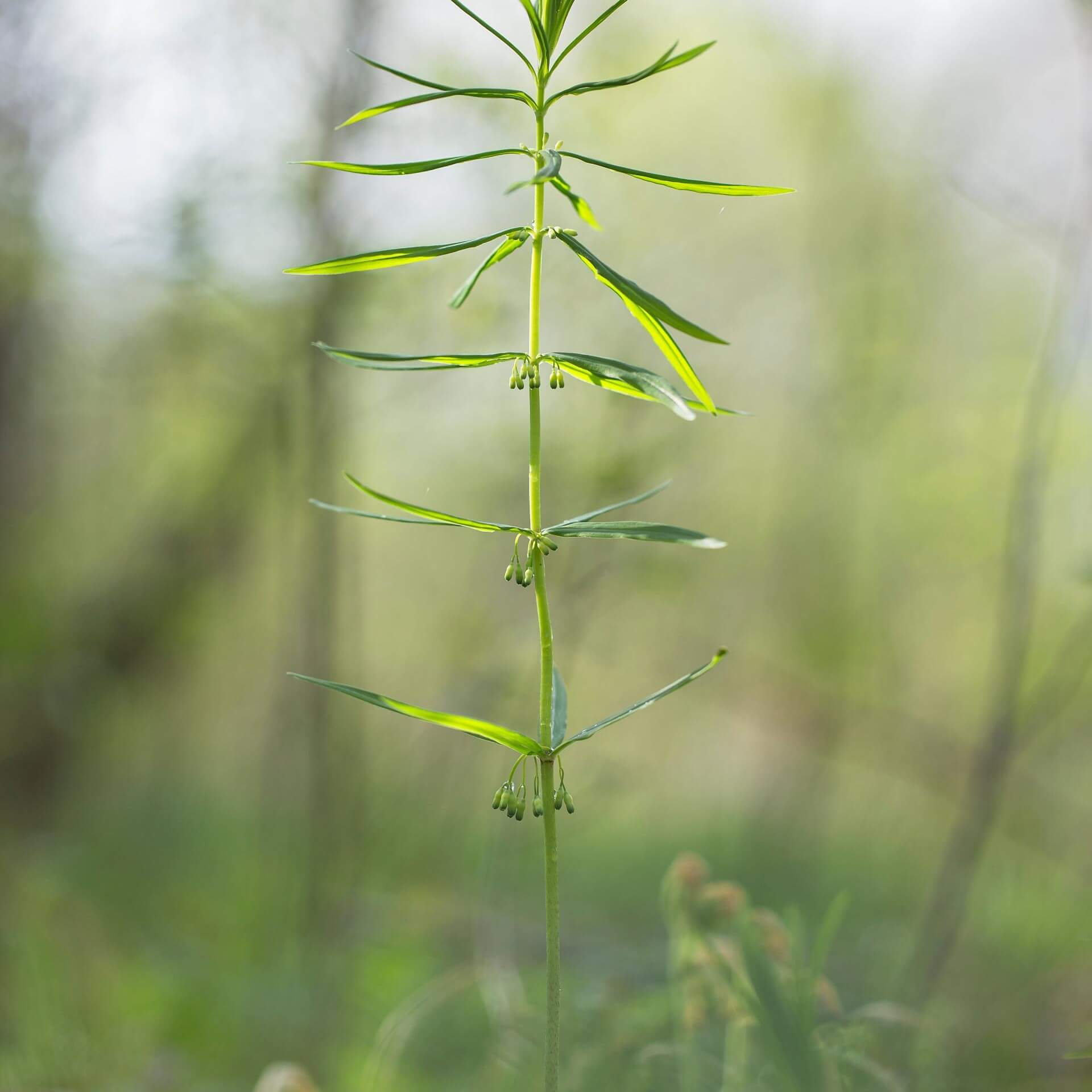 Quirlblättrige Weißwurz (Polygonatum verticillatum)