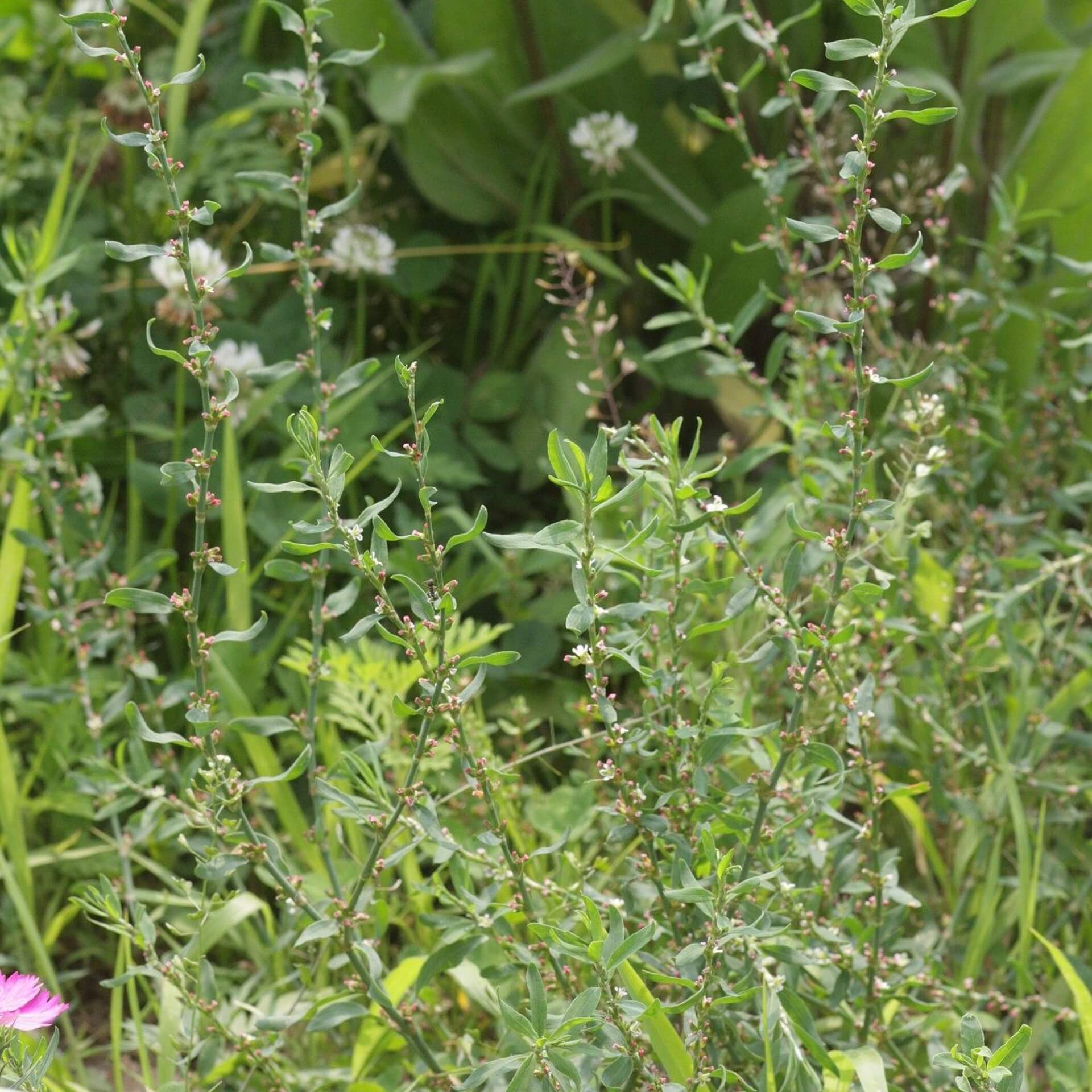 Echter Vogelknöterich (Polygonum aviculare)