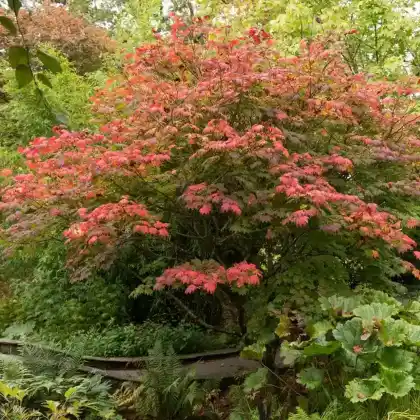 Foto von Japanischer Ahorn 'Vitifolium' (Acer japonicum 'Vitifolium')