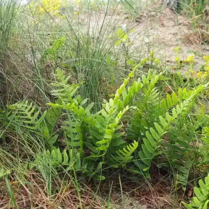 Foto von Gemeiner Tüpfelfarn (Polypodium vulgare)