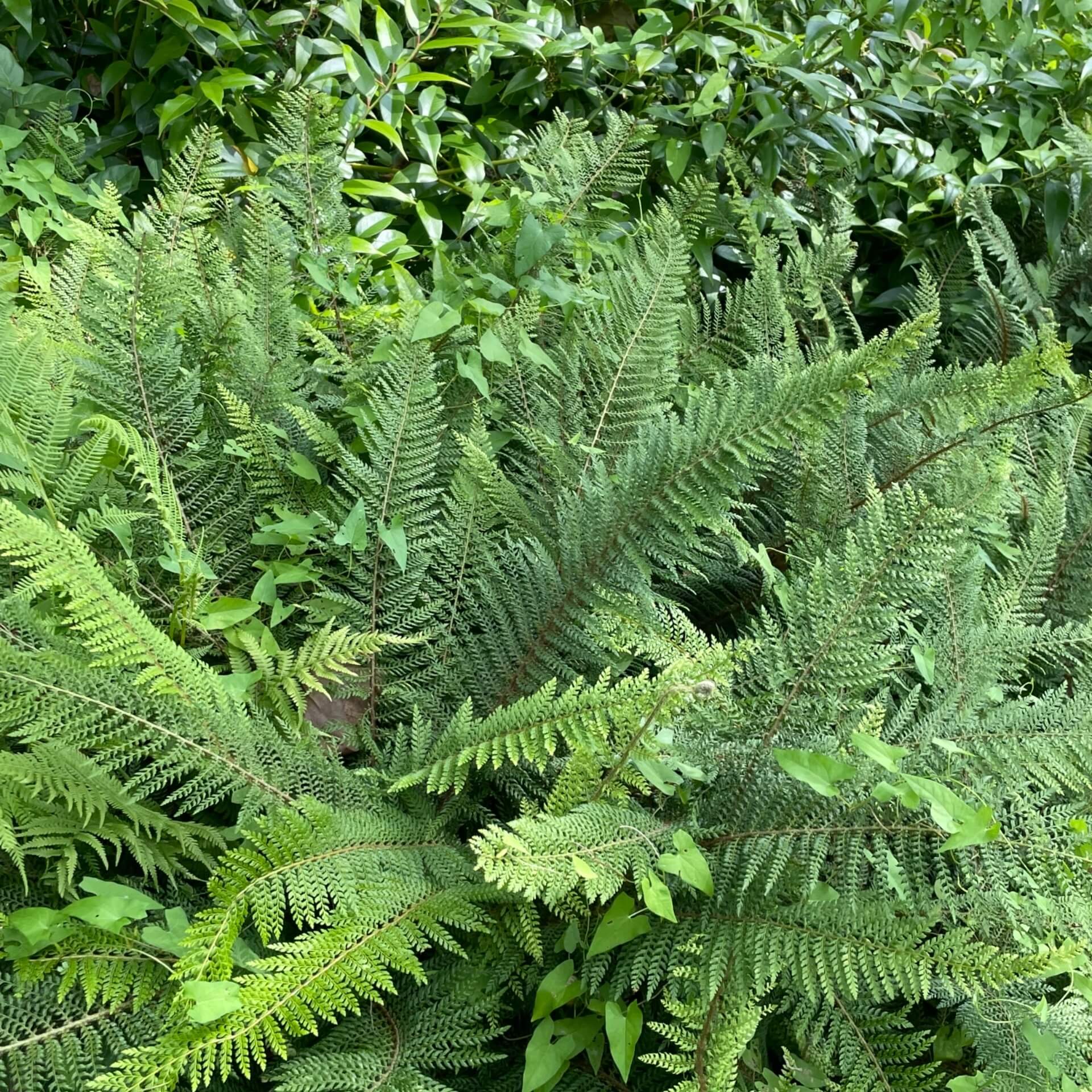 Gemeiner Tüpfelfarn (Polypodium vulgare)