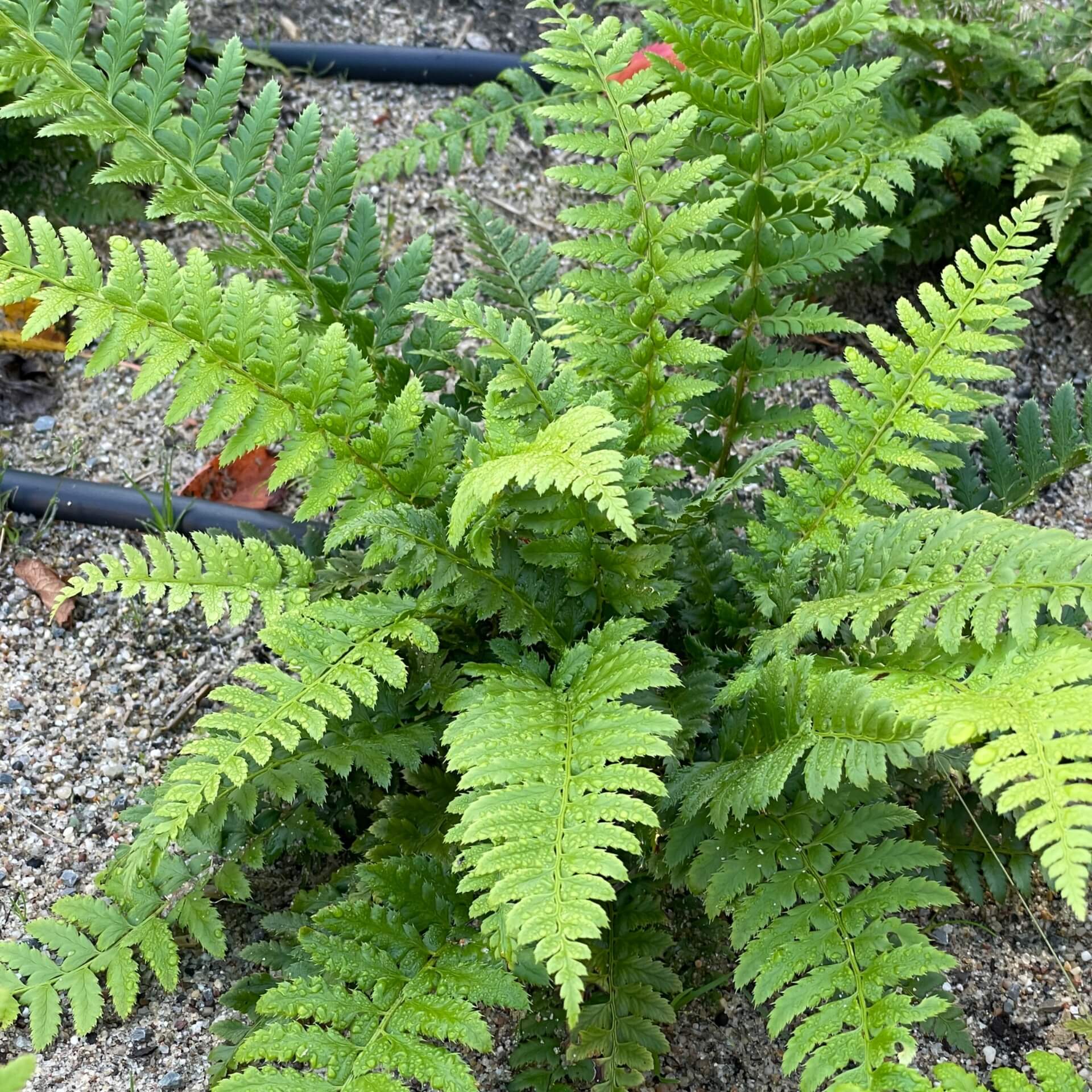 Gelappter Schildfarn (Polystichum aculeatum)