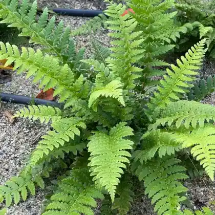 Foto von Gelappter Schildfarn (Polystichum aculeatum)