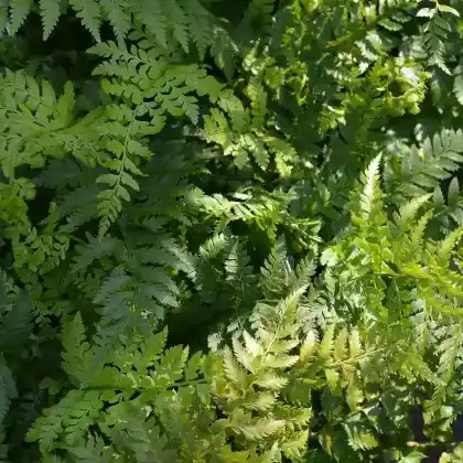 Foto von Brauns Schildfarn (Polystichum braunii)