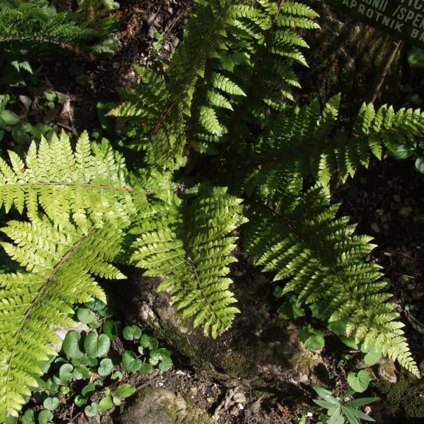 Brauns Schildfarn