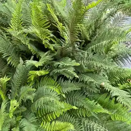 Foto von Grannen-Schildfarn (Polystichum setiferum)