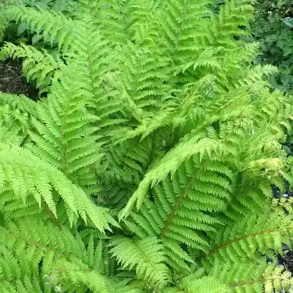 Foto von Filigranfarn 'Dahlem' (Polystichum setiferum 'Dahlem')