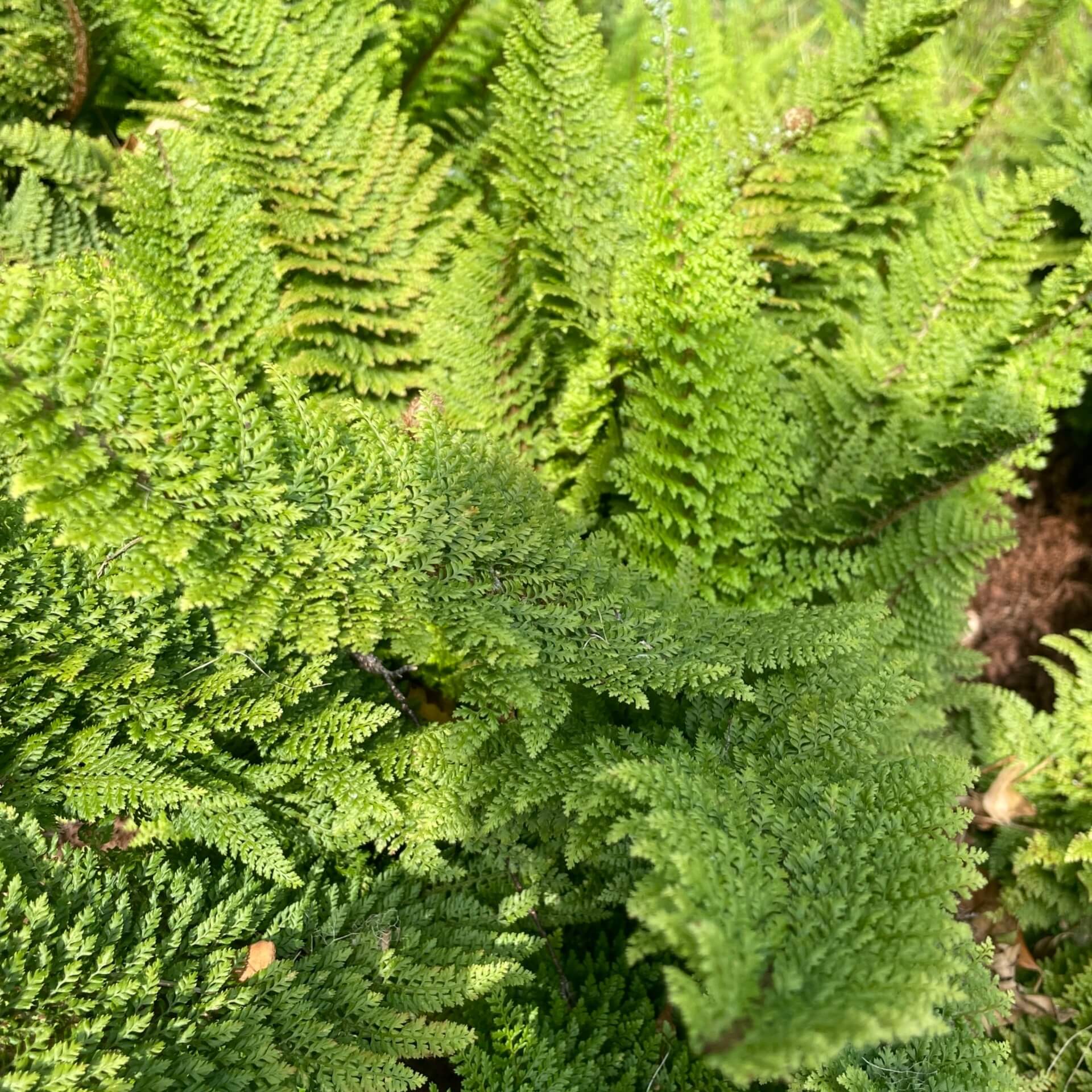  Flaumfeder-Filigranfarn 'Plumosum Densum' (Polystichum setiferum 'Plumosum Densum')