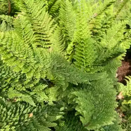 Foto von Flaumfeder-Filigranfarn 'Plumosum Densum' (Polystichum setiferum 'Plumosum Densum')