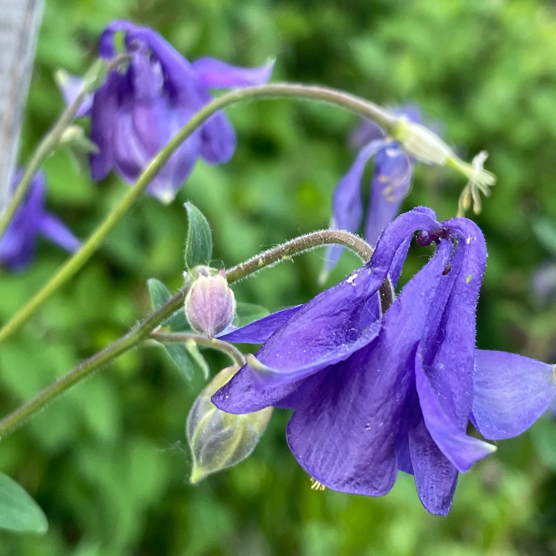 Gemeine Akelei (Aquilegia vulgaris)