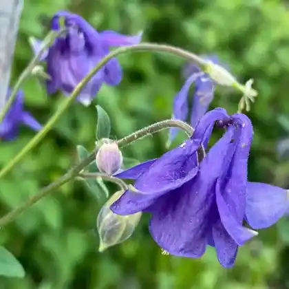 Foto von Gemeine Akelei (Aquilegia vulgaris)