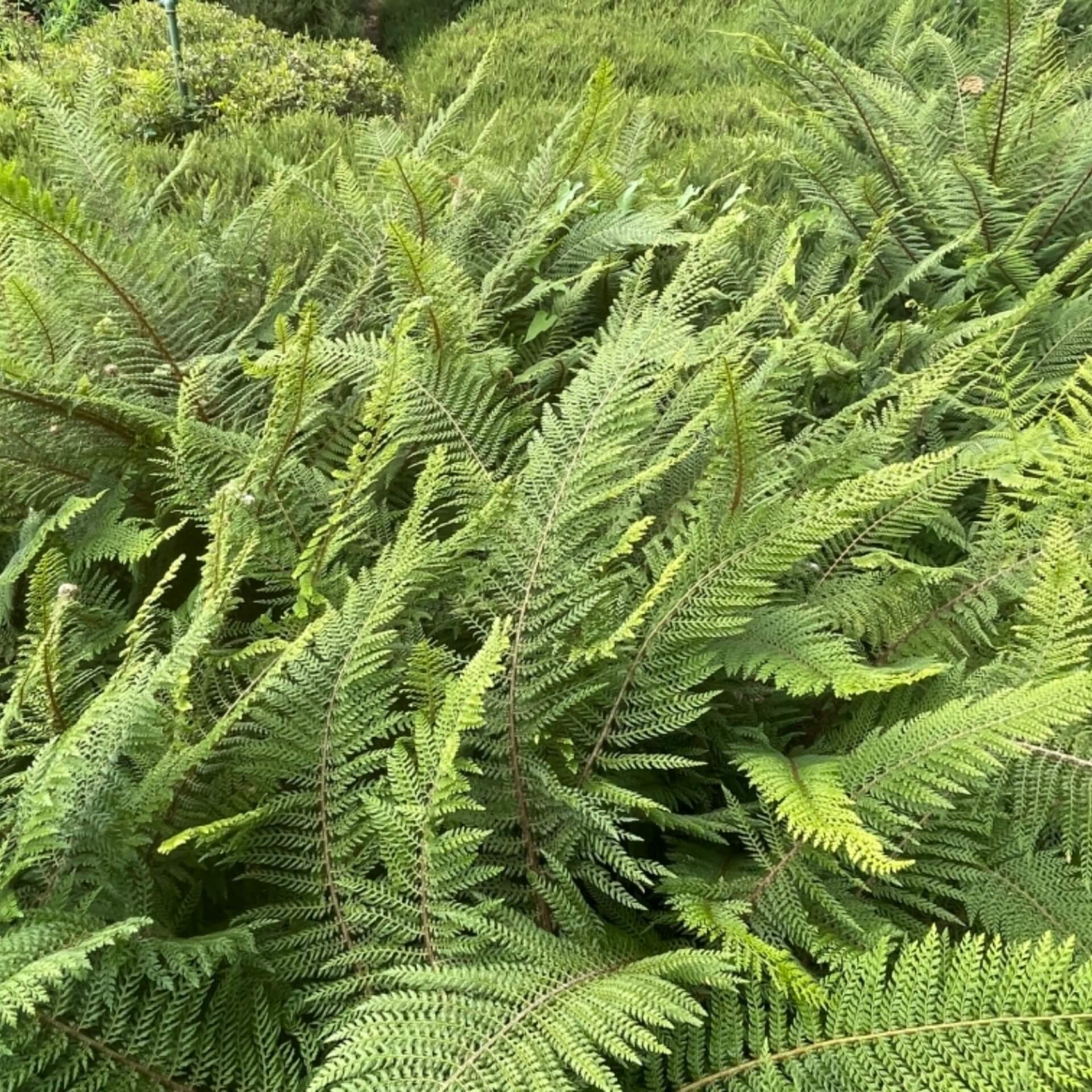 Schmaler Filigranfarn 'Proliferum' (Polystichum setiferum 'Proliferum')