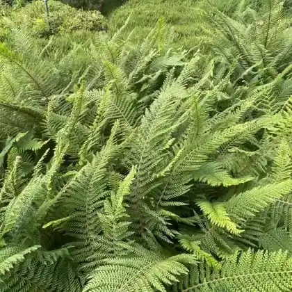 Foto von Schmaler Filigranfarn 'Proliferum' (Polystichum setiferum 'Proliferum')
